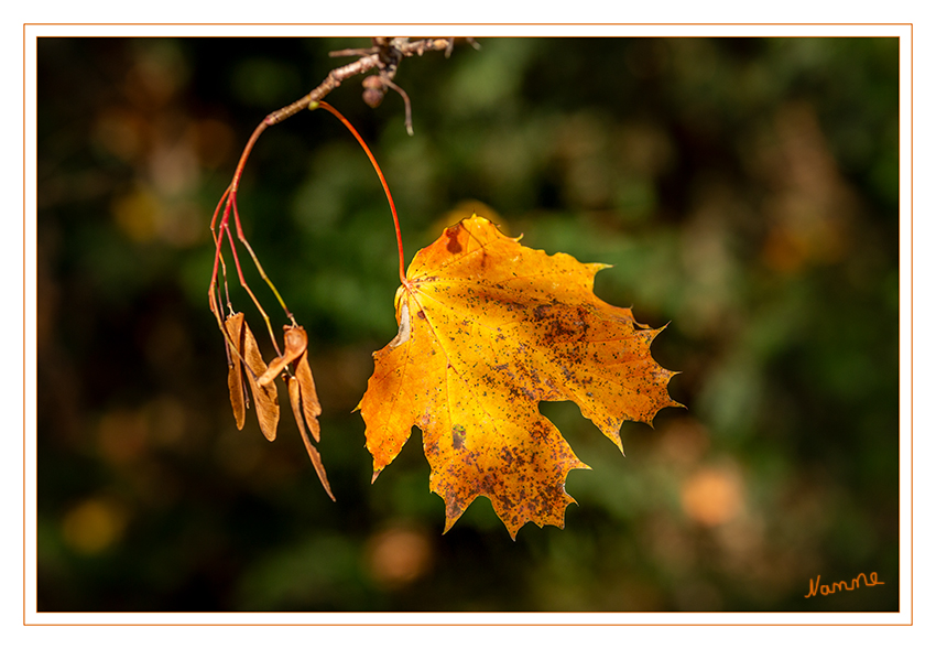 Herbstfarben
Schlüsselwörter: Herbst; Blatt;