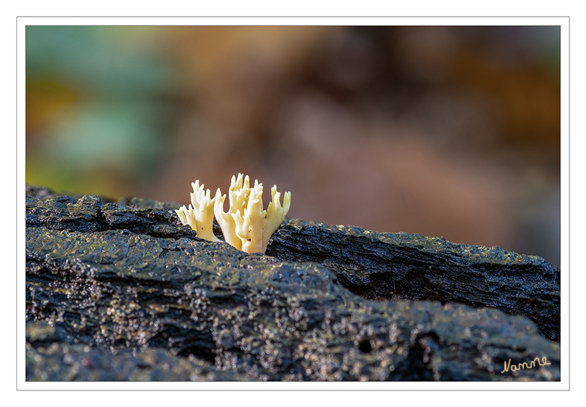 Kleiner Korallenpilz
Als Korallen werden neben den gleichnamigen Meereslebewesen auch die Pilzarten mit strauchartig verzweigten Fruchtkörpern aus der Familie der Schweinsohrverwandten bezeichnet. laut Wikipedia
Schlüsselwörter: Pilz; Pilze