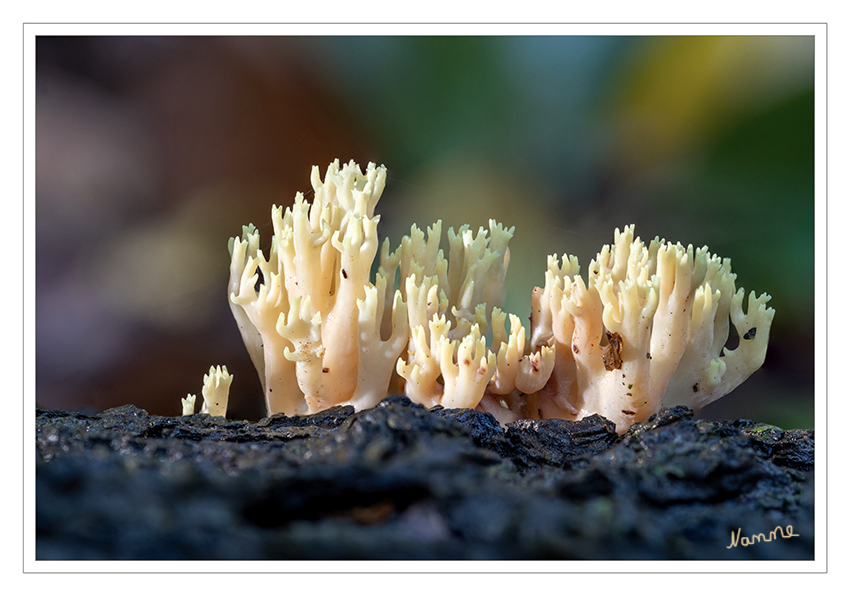40 - Korallenpilz
2019
Schlüsselwörter: Pilz; Pilze