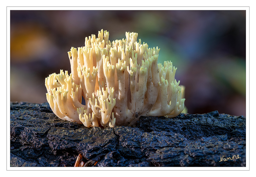 Korallenpilz
Die Dreifarbige oder Schöne Koralle (Ramaria formosa) ist eine Pilzart aus der Familie der Schweinsohrverwandten.
Aufgrund ihrer nitrophoben Ansprüche ist die Dreifarbige Koralle stark zurückgehend. laut Wikipedia
Schlüsselwörter: Pilz; Pilze