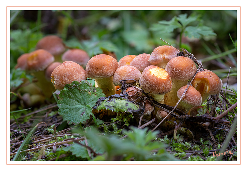 Kleine Pilzfamilie
Schlüsselwörter: Pilz; Pilze