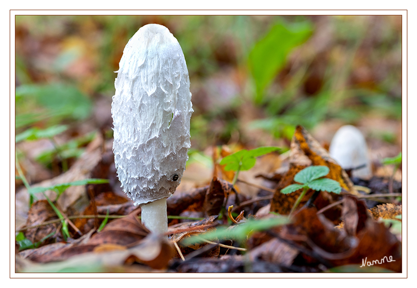 Schopf-Tintling
Der Schopf-Tintling (Coprinus comatus), auch Spargelpilz, Porzellantintling, Tintenpilz oder inkorrekt Tintenschopfling genannt, ist eine Pilzart aus der Familie der Champignonverwandten. Er ist in Europa heimisch, häufig und jung ein ausgezeichneter, wenngleich nicht sehr haltbarer Speisepilz, denn alte Exemplare zerfließen zu einer tintenartigen Flüssigkeit. laut Wikipedia
Schlüsselwörter: Pilz; Pilze