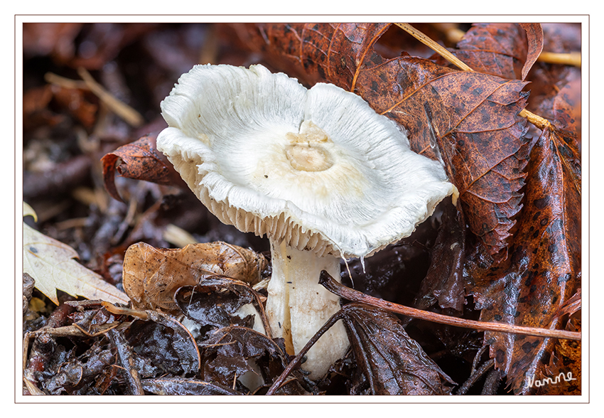 Weißer Pilz
Schlüsselwörter: Pilz; Pilze;