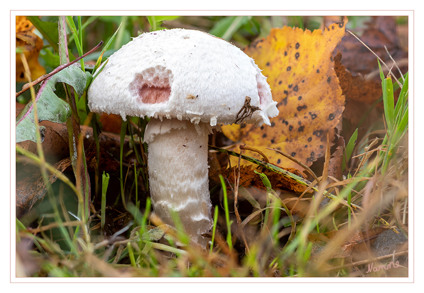 Angeknabbert
Schlüsselwörter: Pilz; Pilze