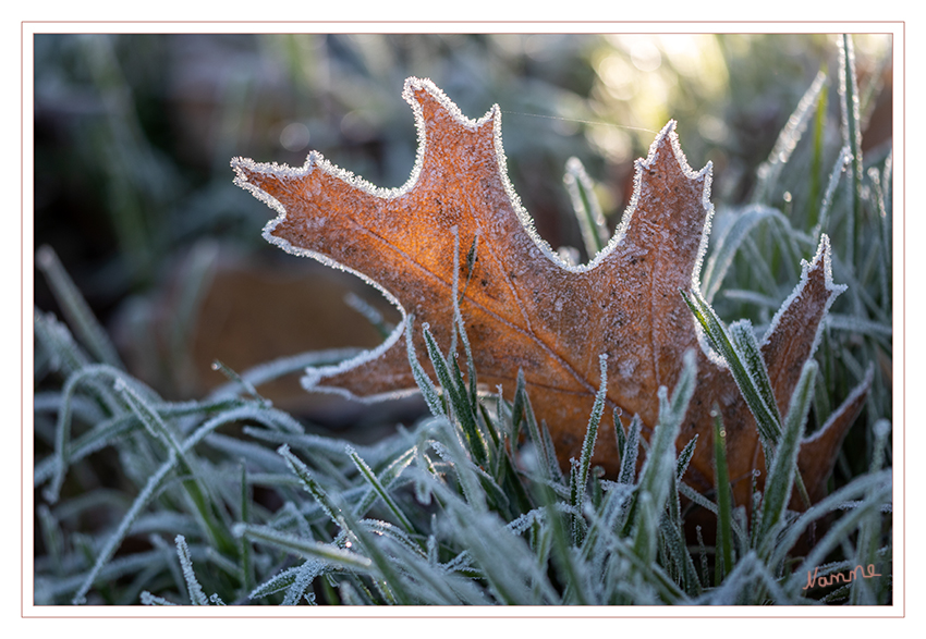 46 - Frostig
2019
Schlüsselwörter: Herbst; Blatt;