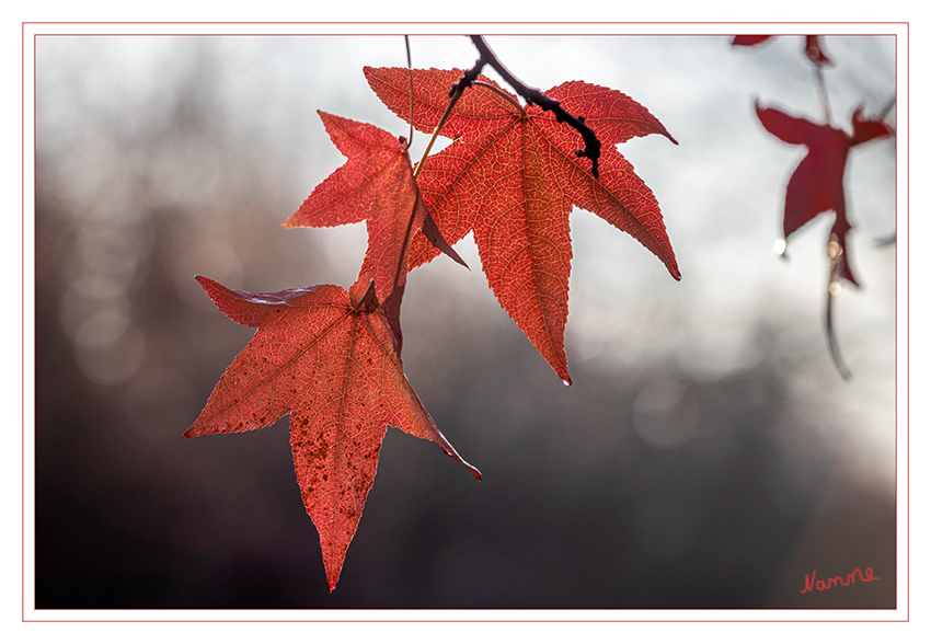 Im Gegenlicht
Schlüsselwörter: Herbst; Blatt;