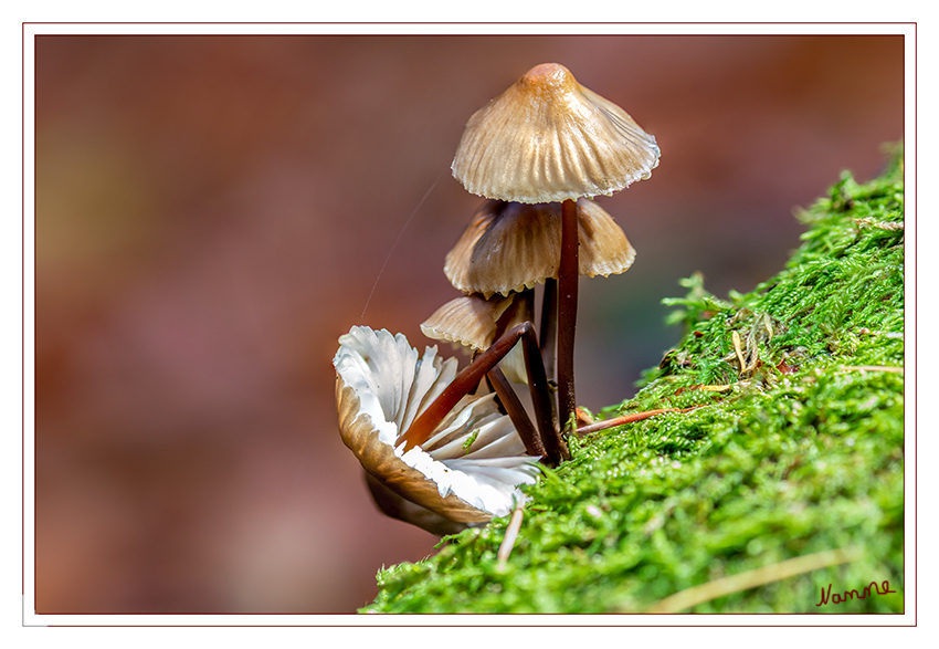 Novemberpilze
an einem Baumstamm im Benrather Forst
Schlüsselwörter: Pilz; Pilze