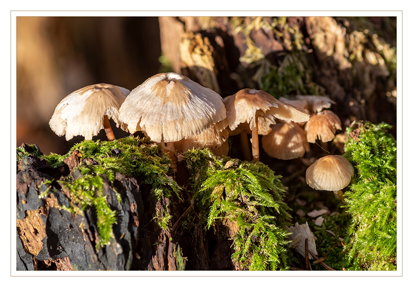 Novemberpilze
am Baumstamm im Benrather Forst
Schlüsselwörter: Pilz; Pilze