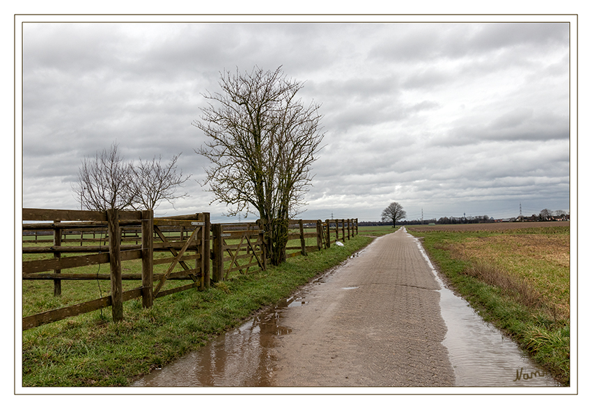 Der Regen kommt
Schlüsselwörter: Mein Freund der Baum