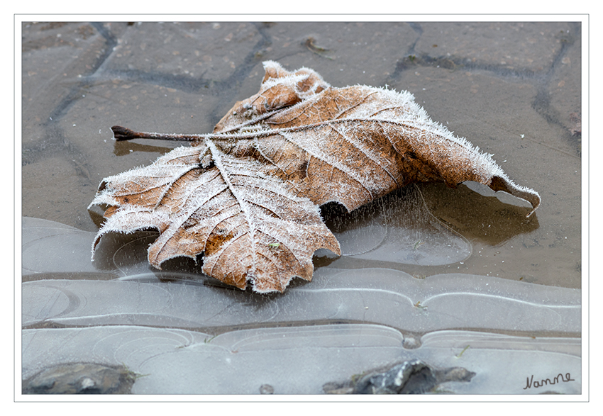 Winterlich
Schlüsselwörter: Winter, Eis, Blatt