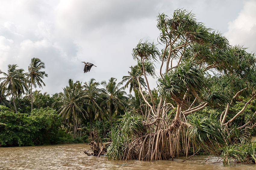 Negombo - Bootstour
auf dem niederländischen Kanal
Schlüsselwörter: Sri Lanka, Negombo