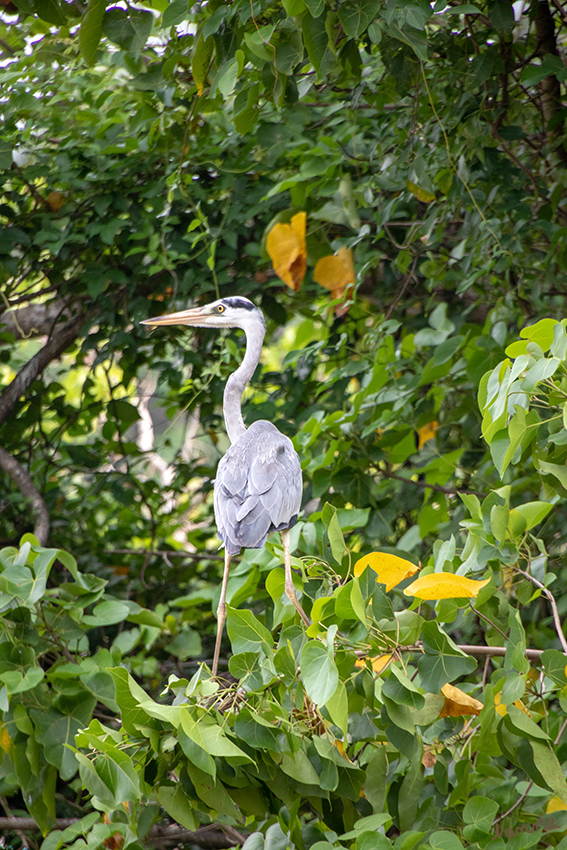 Negombo - Bootstour
auf dem niederländischen Kanal
Reiher ganz nah
Schlüsselwörter: Sri Lanka, Negombo