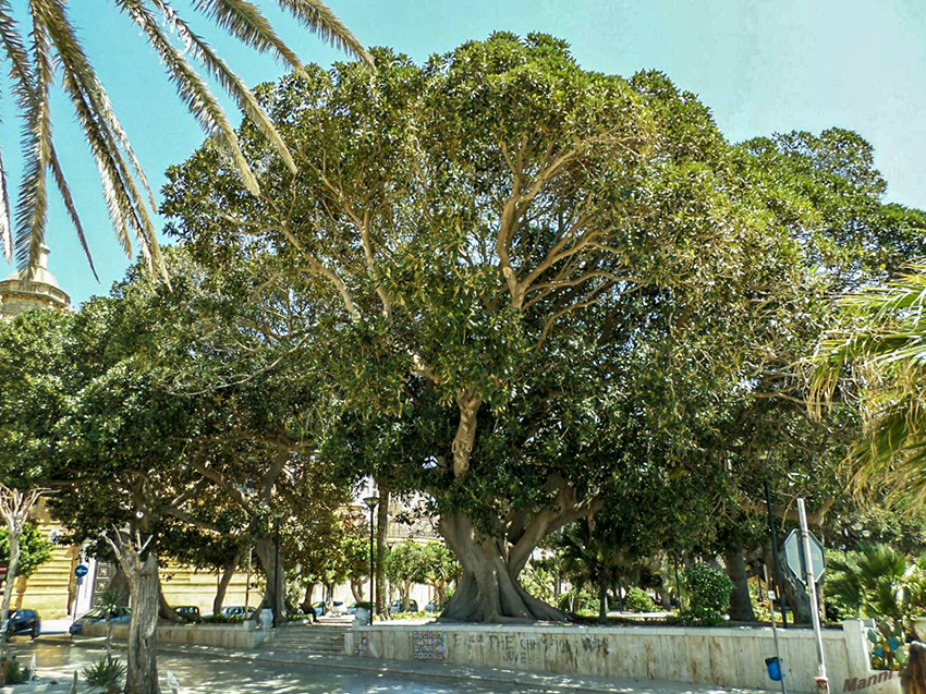 Mazara del Vallo
ist eine Gemeinde in der Provinz Trapani in der Region Sizilien. 
Schlüsselwörter: Italien