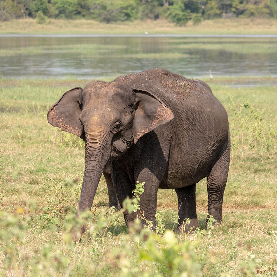 Minneriya NP
Am 12. August 1997 wurde der Minneriya Nationalpark eröffnet. Neben der riesigen Elefantenpopulation ist der Park ein bedeutendes Rückzugsgebiet für unzählige Vogelarten. Er liegt in einer trockenen Region der Insel und in seinem Zentrum erstreckt sich der Minneriya-Stausee. laut reiselexikon.de
Schlüsselwörter: Sri Lanka, Minneriya NP
