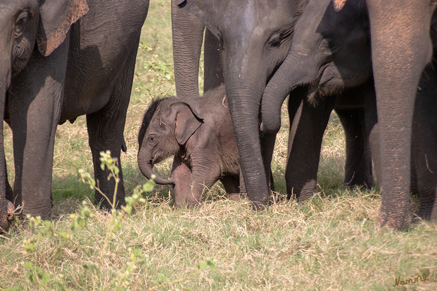 Minneriya NP
Bis zu 400 Elefanten wandern aus dem nahe gelegenen Wasgamuwa Nationalpark auf der Suche nach Wasser in den Minneriya Nationalpark ein. In dieser Zeit des Jahres bildet der Stausee das einzige Wasserreservoir in der Region. laut reiselexikon.de
Schlüsselwörter: Sri Lanka, Minneriya NP
