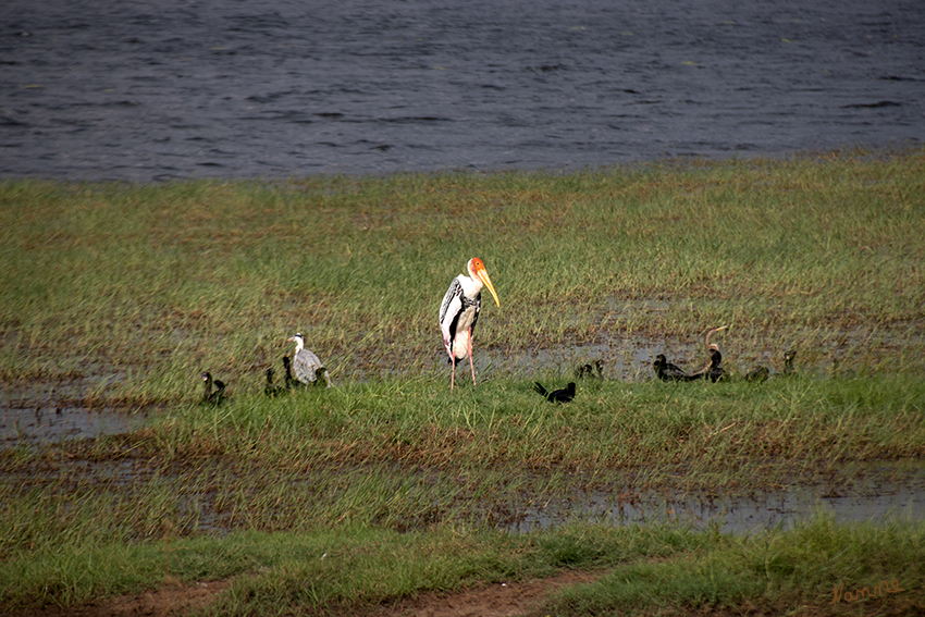 Minneriya NP
Marabu
Die Fauna des Nationalparks umfasst 24 Säugetierarten, 160 Vogelarten, 9 Amphibienarten, 25 Reptilienarten, 26 Fischarten und 75 Schmetterlingsarten. laut minneriya.national.park.ww.lk
Schlüsselwörter: Sri Lanka, Minneriya NP