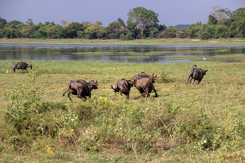 Minneriya NP
Wasserbüffel auf dem Weg zur Wasserstelle
Schlüsselwörter: Sri Lanka, Minneriya NP