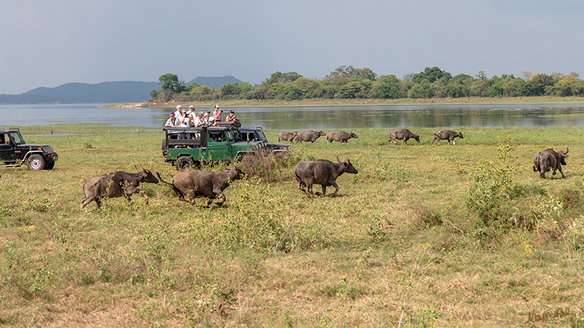 Minneriya NP
Wasserbüffel auf dem Weg zur Wasserstelle
Schlüsselwörter: Sri Lanka, Minneriya NP