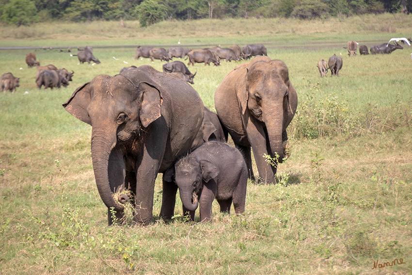 Minneriya NP
Am 12. August 1997 wurde der Minneriya Nationalpark eröffnet. Neben der riesigen Elefantenpopulation ist der Park ein bedeutendes Rückzugsgebiet für unzählige Vogelarten. Er liegt in einer trockenen Region der Insel und in seinem Zentrum erstreckt sich der Minneriya-Stausee. laut reiselexikon.de
Schlüsselwörter: Sri Lanka, Minneriya NP