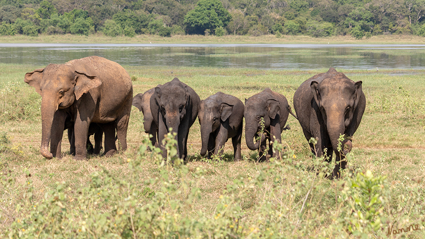 Minneriya NP
Der Park ist ein Trockenzeitfutterplatz für die Elefantenpopulation, die in den Wäldern der Distrikte Matale, Polonnaruwa und Trincomalee lebt. laut minneriya.national.park.ww.lk
Schlüsselwörter: Sri Lanka, Minneriya NP