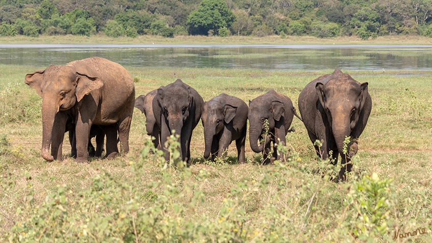 Minneriya NP
Der Park ist ein Trockenzeitfutterplatz für die Elefantenpopulation, die in den Wäldern der Distrikte Matale, Polonnaruwa und Trincomalee lebt. laut minneriya.national.park.ww.lk
Schlüsselwörter: Sri Lanka, Minneriya NP