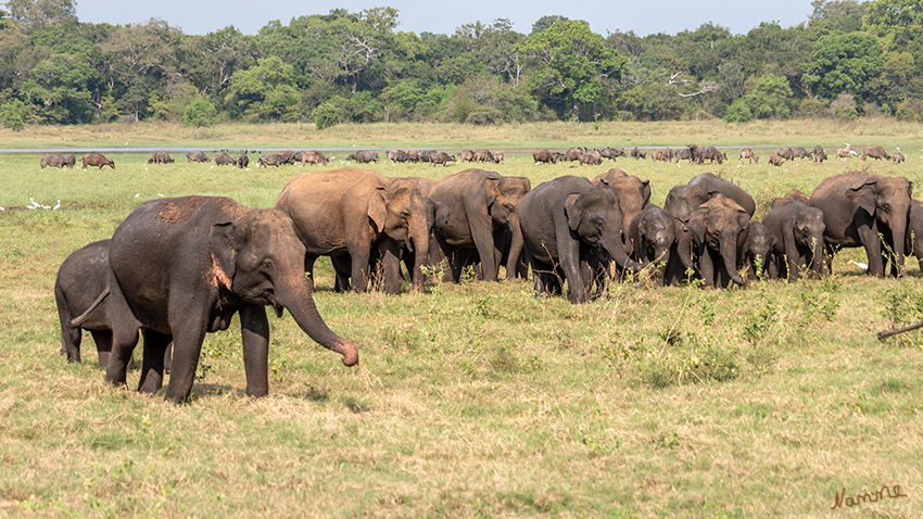Minneriya NP
Eine große Anzahl srilankischer Elefanten wird während der Trockenzeit von Grasfeldern an den Rändern des Stausees angezogen. Der Minneriya Panzer trägt dazu bei, eine große Herde zu erhalten. Die hier versammelten Elefanten zählen ungefähr 150-200. Einige Berichte berichten von Elefantenzahlen bis zu 700. Sie wandern hier vom Wasgamuwa National Park ab und profitieren von Nahrung und Schutz des Parkwaldes. laut  minneriya.national.park.ww.lk
Schlüsselwörter: Sri Lanka, Minneriya NP