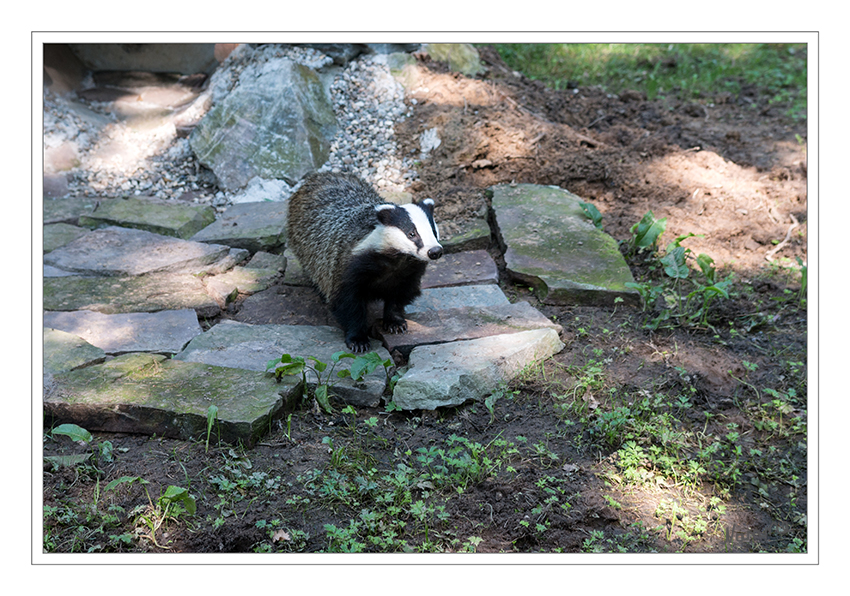 Dachs
Biotopwildpark Anholter Schweiz
Die Dachse (Melinae) sind eine Raubtiergruppe aus der Familie der Marder (Mustelidae), die im Rang einer Unterfamilie geführt wird. Die Gruppe umfasst vier Arten in zwei Gattungen, von denen der Europäische Dachs die bekannteste ist und als einzige in Europa vorkommt. laut Wikipedia
Schlüsselwörter: Dachs, Wildpark, Anholter Schweiz