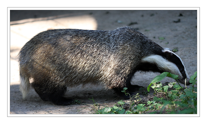 Dachs 
Biotopwildpark Anholter Schweiz
Dachse sind durch eine kompakte, keilförmige Gestalt gekennzeichnet. Der Kopf ist klein und zugespitzt und mit kleinen Augen und Ohren versehen. Die Beine sind kurz und kräftig, auch der Schwanz ist kurz. Das Fell ist bei den Dachsen gräulich oder schwarz gefärbt, alle Arten weisen charakteristische Gesichtszeichnungen auf. laut Wikipedia
Schlüsselwörter: Dachs, Wildpark, Anholter Schweiz