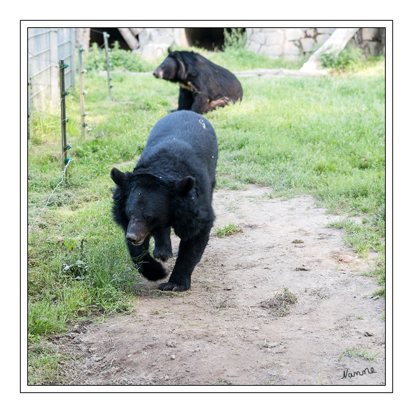 Kragenbären
Biotopwildpark Anholter Schweiz
Der Kragenbär, Asiatische Schwarzbär oder Mondbär (Ursus thibetanus) ist eine Raubtierart aus der Familie der Bären (Ursidae). Er ist in Asien beheimatet und ein enger Verwandter des Amerikanischen Schwarzbären. laut Wikipedia
Schlüsselwörter: Anholter Schweiz, Bär, Kragenbär