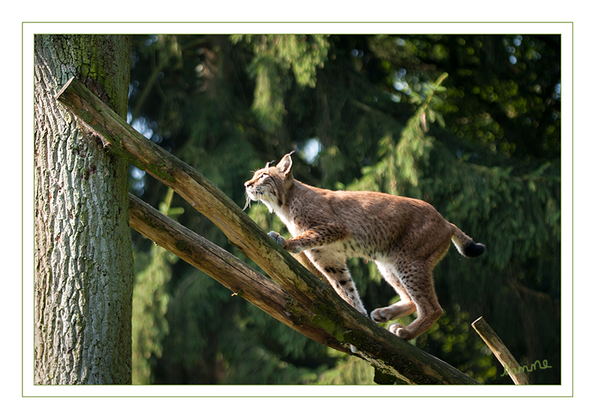 Luchs
Biotopwildpark Anholter Schweiz
Luchse zählen zwar zu den Kleinkatzen, sind jedoch die größten europäischen Wildkatzen. Ihre Krallen können sie einziehen und ausfahren. Der kurze Schwanz ist 15 bis 25 cm lang und hat ein schwarzes Ende. Laut Wikipedia
Schlüsselwörter: Luchs, Anholter Schweiz
