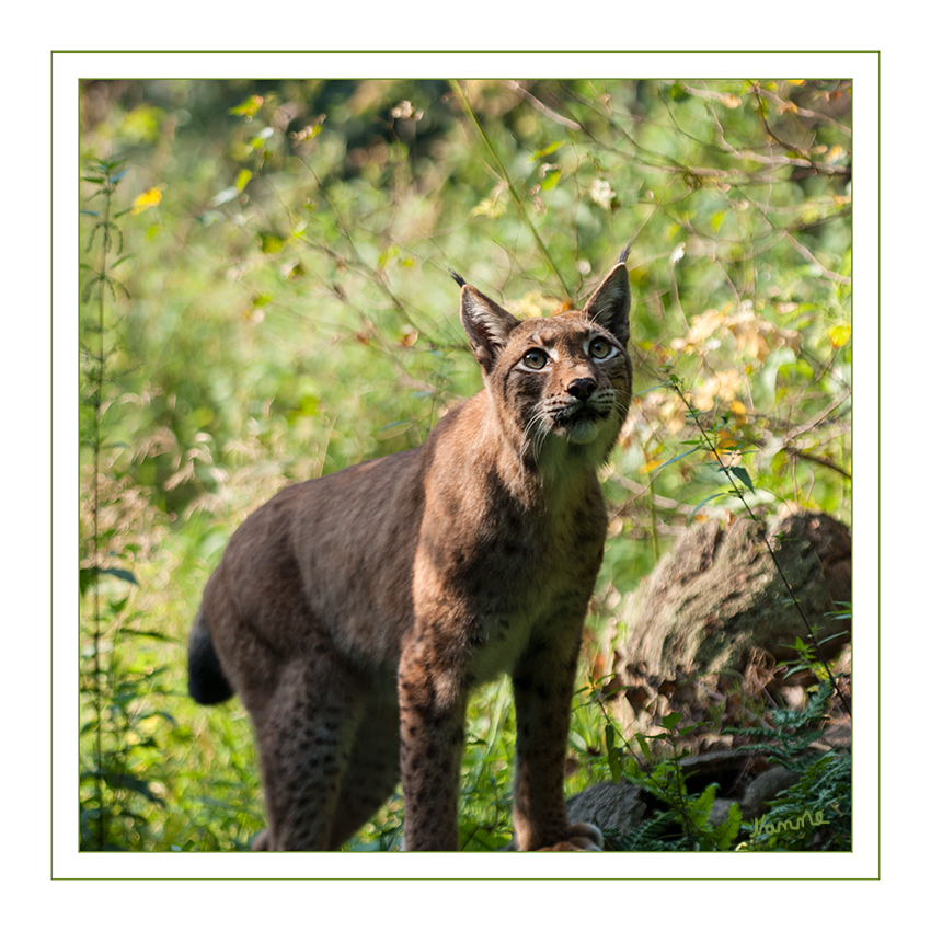 Luchs
Biotopwildpark Anholter Schweiz
In freier Wildbahn werden Luchse 10 bis 20 Jahre alt. laut Wikipedia
Schlüsselwörter: Luchs, Anholter Schweiz