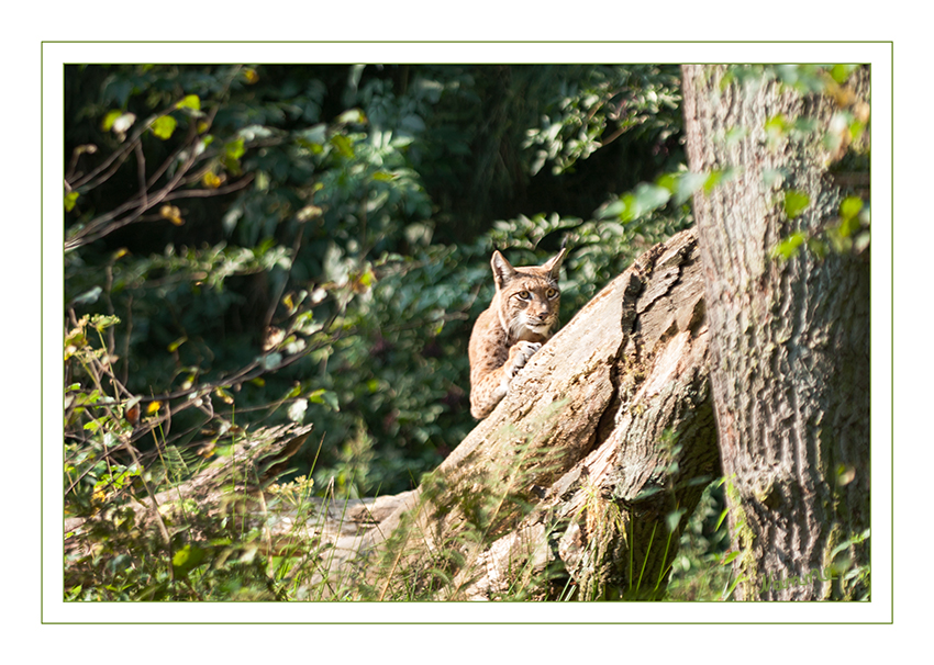 Luchs
Biotopwildpark Anholter Schweiz
Die Luchse (Lynx) sind eine Gattung in der Familie der Katzen.  laut Wikipedia
Schlüsselwörter: Luchs, Anholter Schweiz