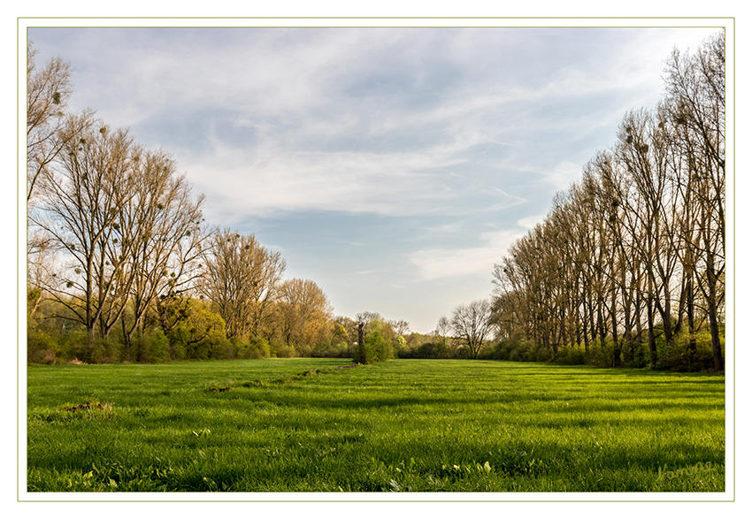 Urdenbacher Kämpe
Die Urdenbacher Kämpe ist mit 316 Hektar Fläche das größte Naturschutzgebiet Düsseldorfs. Sie ist ein typisches Stück alter niederrheinischer Kulturlandschaft, wo Kopfweiden, Obstbäume und wertvolle Feuchtwiesen vorkommen. Sehenswert sind besonders die blühenden Obstbäume. Aufgrund ihrer überregionalen Bedeutung wurde die Urdenbacher Kämpe in das europäische Schutzgebietssystem Natura 2000 aufgenommen und genießt seitdem internationalen Schutz. laut duesseldorf
Schlüsselwörter: Urdenbacher Kämpe