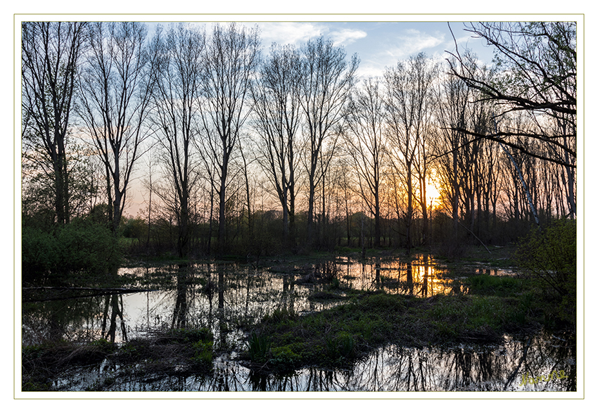 Urdenbacher Kämpe
Sonnenuntergang
Da das Gesamtgebiet nur wenig höher als das Rheinufer liegt, wird es bei Hochwasser vom Rhein überflutet und ist ein amtliches Überschwemmungsgebiet für eine „Hochwasserentlastung“. laut Wikipedia
Schlüsselwörter: Urdenbacher Kämpe