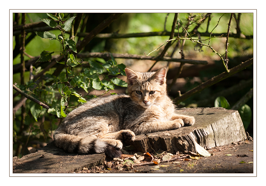 Wildkatze
Biotopwildpark Anholter Schweiz
Die Europäische Wildkatze oder Waldkatze (Felis silvestris silvestris) ist in Europa, einigen Mittelmeerinseln und Teilen Südwestasiens verbreitet und zeichnet sich vor allem durch den buschigen Schwanz aus, der in einer breiten, stumpfen Rundung endet. Am Schwanzende finden sich häufig drei schwarze „Kringel“. Das Fell ist dicht, das Streifenmuster recht auffällig, aber auch oft verwaschen. laut Wikipedia
Schlüsselwörter: Anholter Schweiz, Wildkatze