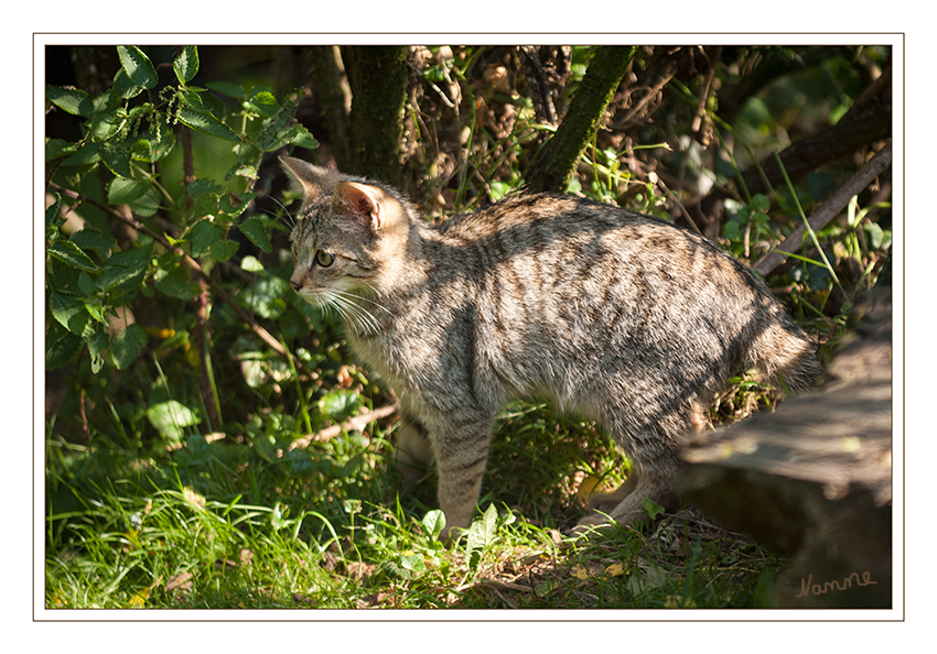 Wildkatze
Biotopwildpark Anholter Schweiz
Die Wildkatze entwickelte sich vermutlich aus der europäischen Art Felis silvestris lunensis, die möglicherweise bereits im Pliozän (vor 2 Millionen Jahren) dort heimisch war. Der Fossilüberlieferung zufolge dürfte sich aus dieser Katze vor rund 300.000 Jahren in Europa die moderne Wildkatze entwickelt haben. laut Wikipedia
Schlüsselwörter: Anholter Schweiz, Wildkatze