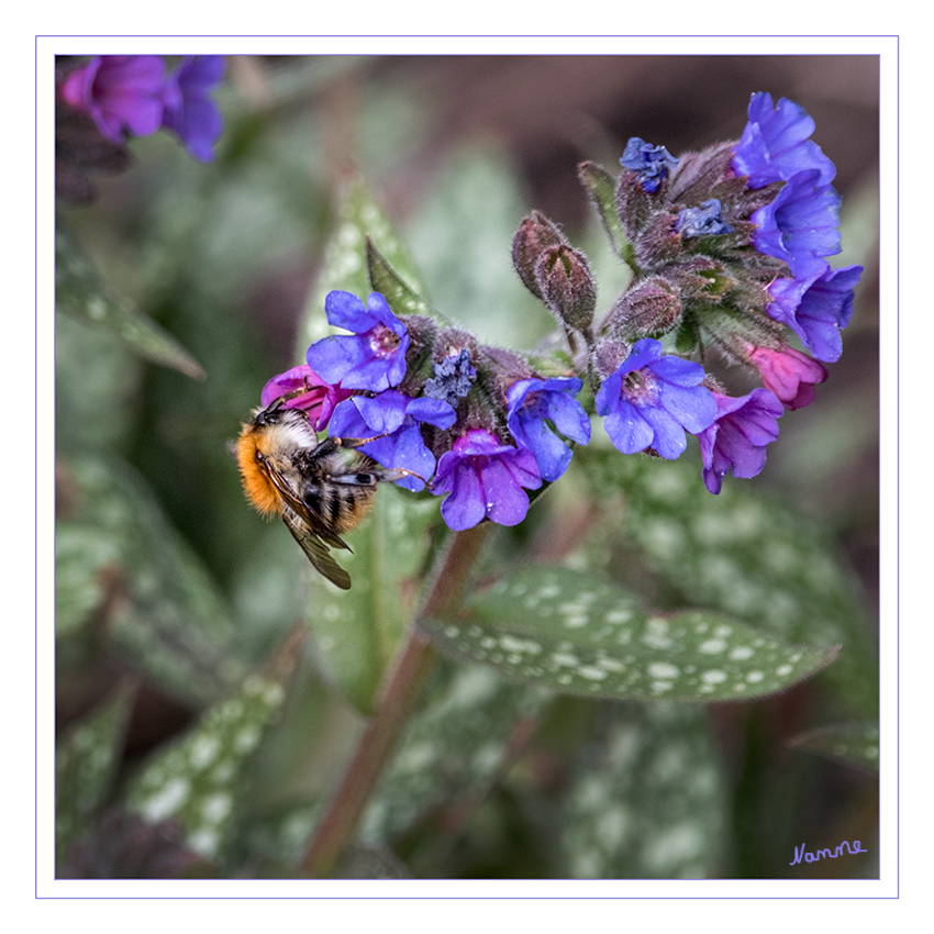 Ackerhummel
Endlich geht es los. Meine erste fotografische Hummel in diesem Jahr.
Schlüsselwörter: Ackerhummel, Hummel