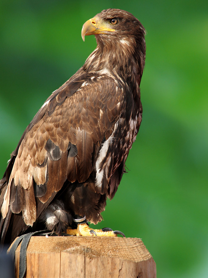 Stolz
Änderung des Hintergrundes
Schlüsselwörter: Adler