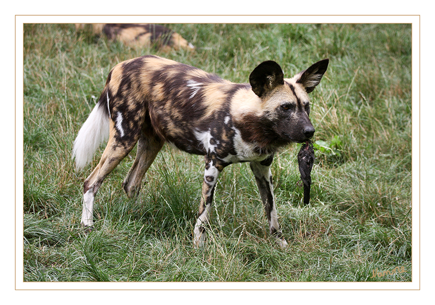 Afrikanischer Wildhund
Der Afrikanische Wildhund (Lycaon pictus) ist der größte wild lebende Hund der afrikanischen Savanne. In älterer Literatur findet man ihn oft auch unter der Bezeichnung „Hyänenhund“, da er äußerlich entfernt einer Hyäne ähnelt. Gleich den Hyänen ist der Afrikanische Wildhund ein Rudeltier. Anders als bei den Hyänen pflanzt sich jedoch nur das dominante Paar innerhalb eines Rudels fort. Seine Nachkommen werden gemeinschaftlich im Rudel aufgezogen. laut Wikipedia
Schlüsselwörter: Afrika, Wildhund, Hund