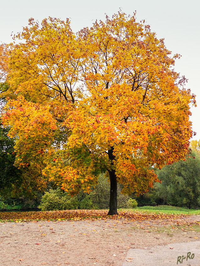 Der Baum im Herbst
