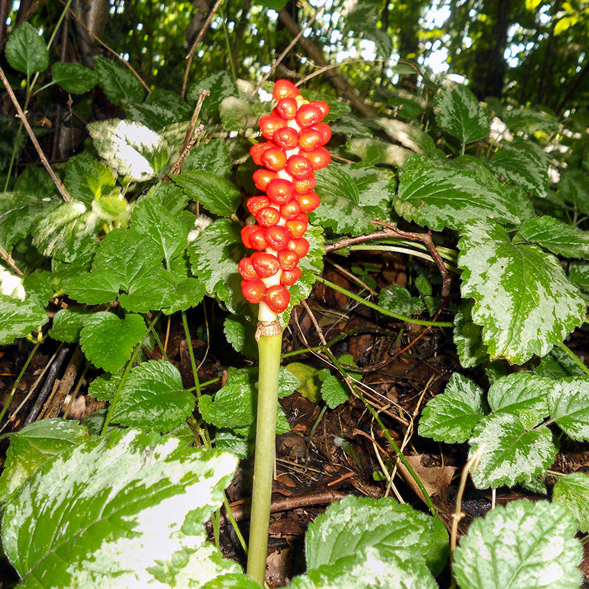 Im Wald
Die Aronstabgewächse sind eine Pflanzenfamilie innerhalb der Einkeimblättrigen Pflanzen (Monokotyledonen). Botanisch als Araceae bezeichnet.(Wikipedia)
Schlüsselwörter: Aronstab