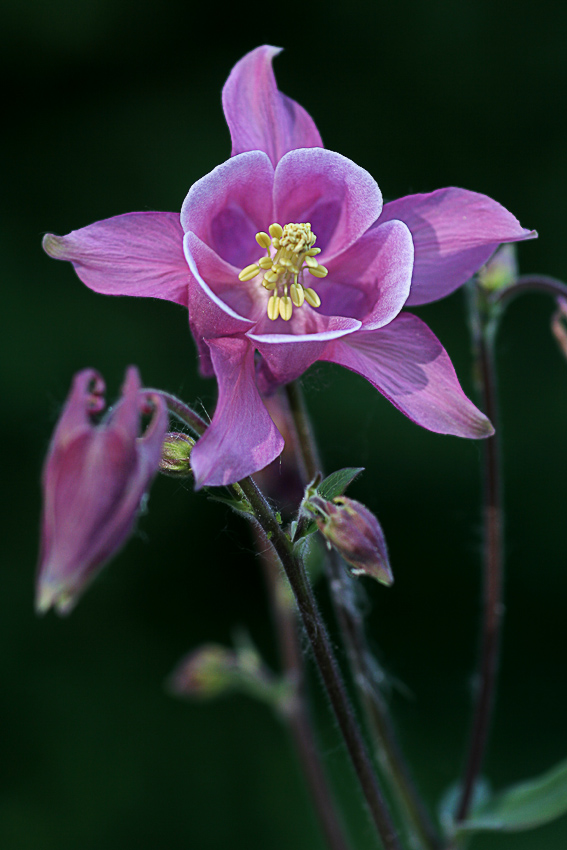 Akelei
(Aquilegio vulgaris)
ist eine beliebte Ziergartenpflanze
