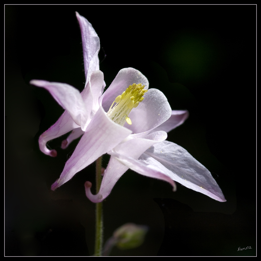 Akelei
(Aquilegia vulgaris)
Die Blütenfarben und –formen der Akelei reicht von weiß, gelb über rosa, blau, zweifarbig bis hin zu einer faszinierenden fast schwarzen Blütenfarbe (Akelei „William Guinness“). Die Blütezeit ist von Mai bis Juni.
Schlüsselwörter: Akelei