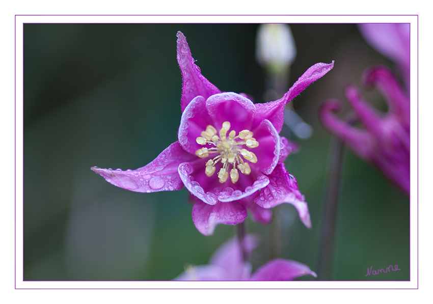 Akelei
ist eine Pflanze aus der Familie der Hahnenfußgewächse (Ranunculaceae). Sie war bereits im Mittelalter bekannt und spielte damals schon eine wichtige Rolle als Heilpflanze. Die Herkunft des Namens wird unterschiedlich gedeutet. Wahrscheinlich ist jedoch, dass er auf das Wort „aquila“ – lateinisch für „Adler“ zurückgeht, da der Sporn ähnlich wie der Schnabel eines Adlers gekrümmt ist. laut heimhelden 
Schlüsselwörter: Akelei