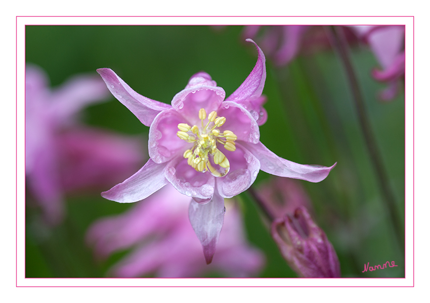 Akelei
ist eine Pflanze aus der Familie der Hahnenfußgewächse (Ranunculaceae). Sie war bereits im Mittelalter bekannt und spielte damals schon eine wichtige Rolle als Heilpflanze. Die Herkunft des Namens wird unterschiedlich gedeutet. Wahrscheinlich ist jedoch, dass er auf das Wort „aquila“ – lateinisch für „Adler“ zurückgeht, da der Sporn ähnlich wie der Schnabel eines Adlers gekrümmt ist. laut heimhelden
Schlüsselwörter: Akelei