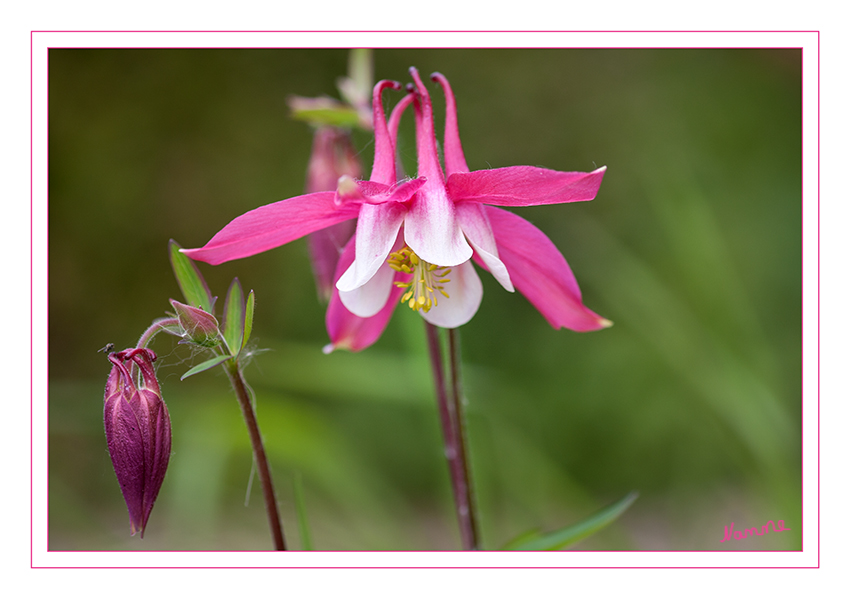 Akelei
ist eine Pflanze aus der Familie der Hahnenfußgewächse (Ranunculaceae). Sie war bereits im Mittelalter bekannt und spielte damals schon eine wichtige Rolle als Heilpflanze. Die Herkunft des Namens wird unterschiedlich gedeutet. Wahrscheinlich ist jedoch, dass er auf das Wort „aquila“ – lateinisch für „Adler“ zurückgeht, da der Sporn ähnlich wie der Schnabel eines Adlers gekrümmt ist. laut heimhelden 
Schlüsselwörter: Akelei