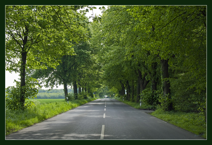 Allee l
Schlüsselwörter: Allee