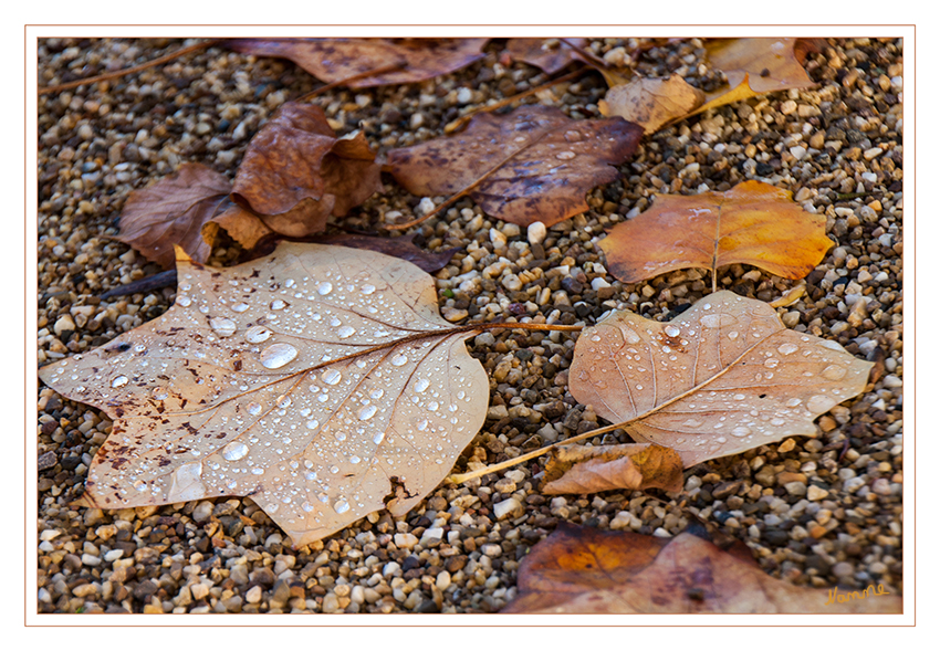 Herbstcoloration
Schlüsselwörter: Herbst Blätter