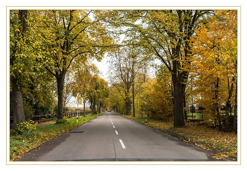 Herbstallee
Schlüsselwörter: Herbst, Allee