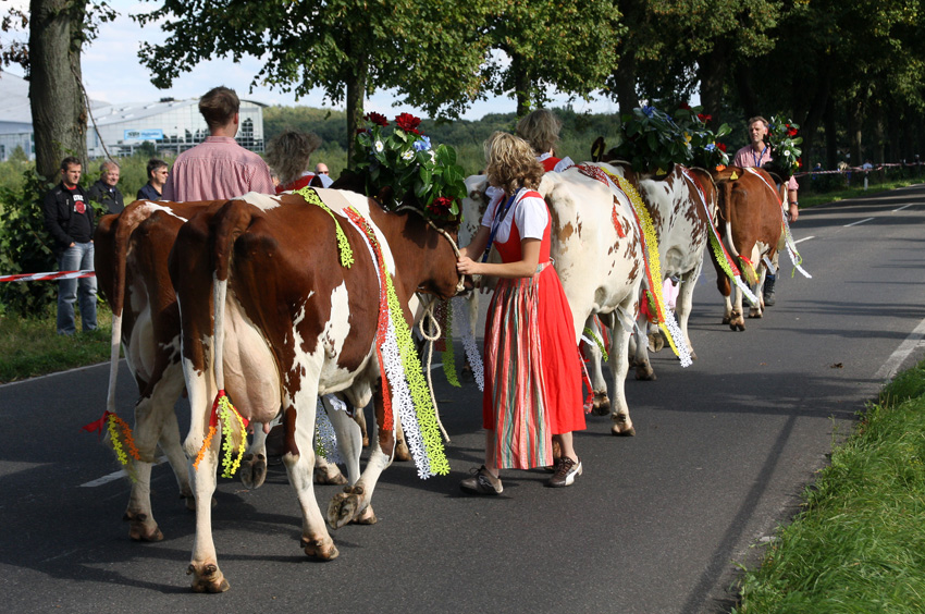 Almabtrieb
da dieses Jahr die Schweiz die Partnerregion war ,wurde aus dem allgemein bekannten Almabtrieb der Alpabtrieb.
Schlüsselwörter: Almabtrieb Grefrath Alpabtrieb 2008